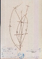 藏品(響鈴豆)的圖片