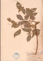 藏品(中南魚藤、霍氏魚藤)的圖片