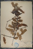 藏品(銹毛魚藤)的圖片
