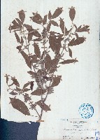 藏品(假木豆)的圖片