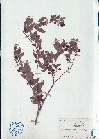 藏品(單節假木豆)的圖片