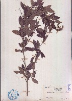 藏品(單節假木豆)的圖片