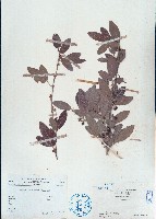 藏品(單節假木豆、小葉山木豆)的圖片