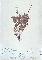 藏品(單節假木豆、小葉山木豆)的圖片