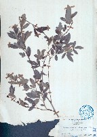 藏品(單節假木豆)的圖片