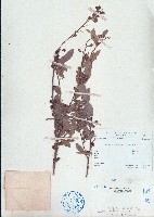 藏品(單節假木豆、小葉山木豆)的圖片