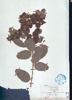 藏品(毛排錢樹、鱗狸鱗)的圖片