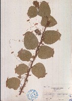 藏品(絨毛葉山螞蝗)的圖片