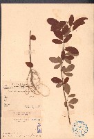 藏品(假地豆)的圖片