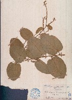 藏品(絨毛葉山螞蝗)的圖片