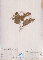 藏品(絨毛葉山螞蝗)的圖片