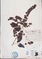 藏品(排錢樹)的圖片