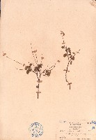 藏品(赤山螞蝗、赤山綠豆)的圖片