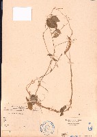 藏品(長硬皮豆)的圖片