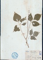 藏品(扁豆)的圖片