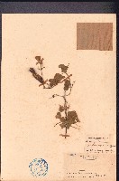 藏品(長柄野扁豆、山綠豆)的圖片