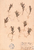 藏品(豬仔笠)的圖片