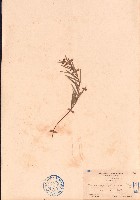 藏品(豬仔笠)的圖片