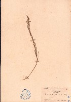 藏品(豬仔笠)的圖片