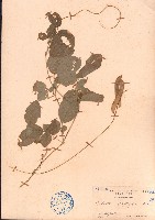 藏品(田代氏乳豆)的圖片