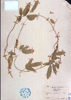 藏品(羽葉擬大豆)的圖片