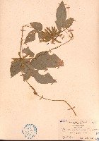 藏品(琼豆)的圖片