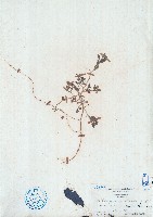 藏品(刺莢木藍)的圖片