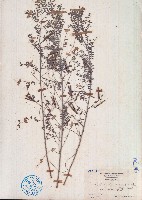 藏品(海南木藍)的圖片