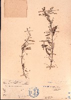 藏品(灰毛木藍)的圖片