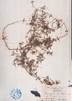 藏品(疏花木藍)的圖片