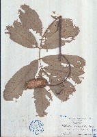 藏品(海南崖豆藤)的圖片