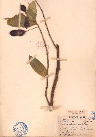 藏品(單葉紅豆)的圖片