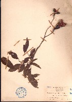 藏品(海南红豆)的圖片