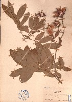藏品(海南红豆)的圖片