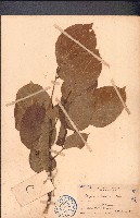 藏品(水黃皮)的圖片