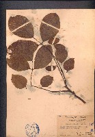 藏品(水黃皮)的圖片