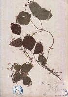 藏品(假菜豆)的圖片