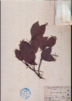 藏品(油楠、蚌殼樹)的圖片