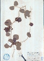 藏品(鹿藿)的圖片