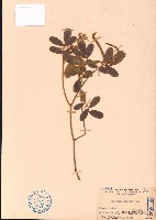 藏品(黄灰毛豆、黄毛灰葉)的圖片