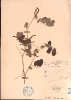 藏品(黄灰毛豆、黄毛灰葉)的圖片