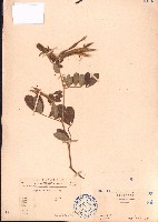 藏品(黄灰毛豆、黄毛灰葉)的圖片