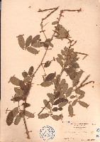 藏品(黄灰毛豆、黄毛灰葉)的圖片