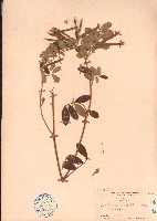 藏品(黄灰毛豆、黄毛灰葉)的圖片