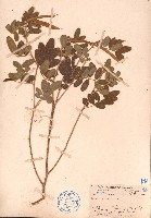 藏品(黄灰毛豆、黄毛灰葉)的圖片