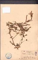 藏品(灰毛豆)的圖片