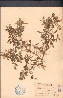 藏品(灰毛豆)的圖片