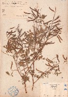 藏品(灰毛豆)的圖片