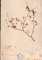 藏品(灰毛豆)的圖片