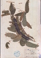 藏品(兔尾草)的圖片